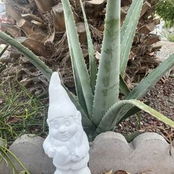 Aloe Vera And Tools