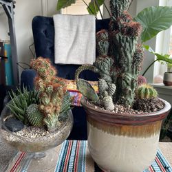 Galactic Looking Cactuses/Succulent Pots 