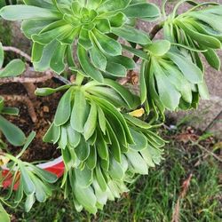 Aloe Vera And Other Succulent Plants 5 Each