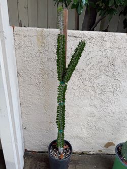 Madagascar ocotillo