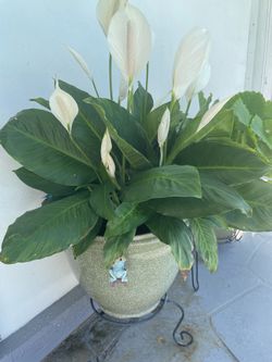 Peace Lily plant with planter. Lirio de la Paz con matero.