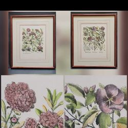 2 BASILIUS BESLER BOTANICAL ENGRAVINGS - Balaustia, Vecchio Alcea - FRAMED 17x21