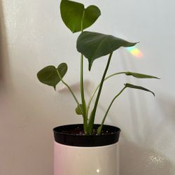 6inch Monstera Indoor Plant 