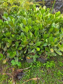 clusias podocarpus  Only  instant privacy  Hedge  for fences