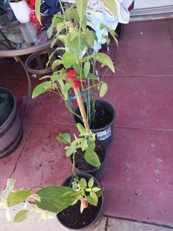 Plantas De Flor De Camaron 