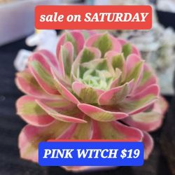 Pink Witch Korean Succuent Plant  $19. Pick Up This Week  In San Lorenzo