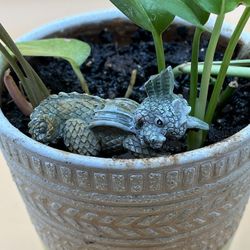 Beige And Green Pot With Live Ivy, Arrow Head And Aloe Vera