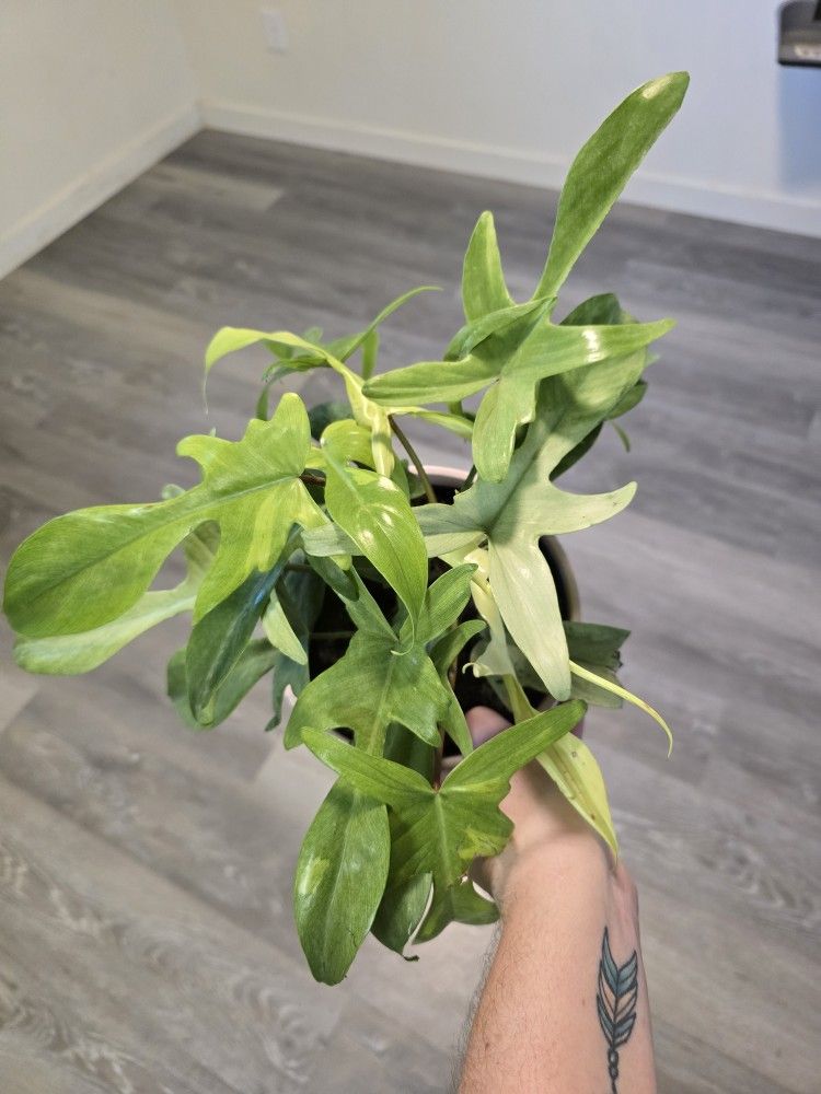 Beautiful Florida Ghost 