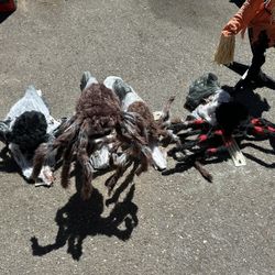Halloween Jumping Spiders - 10 Total Available, Many Tomb Stones Also 