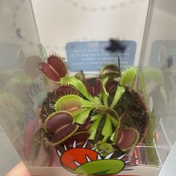Venus flytrap