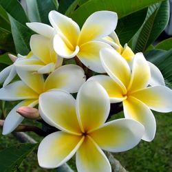 Plumeria Trimmings