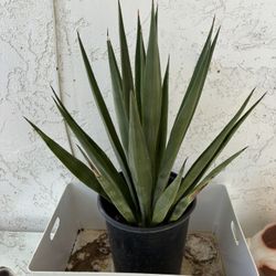 Magueyes Agaves $50 Each