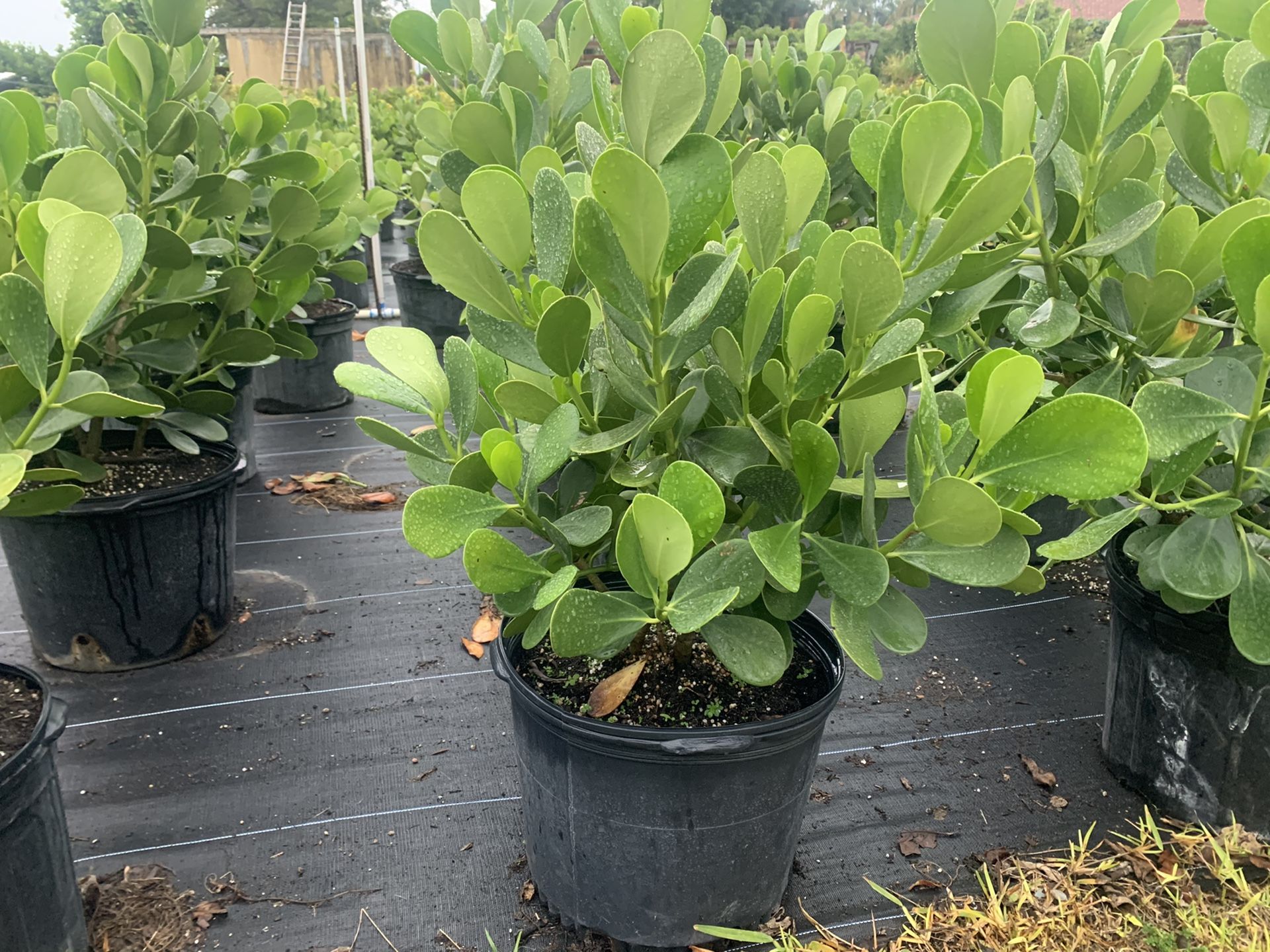 7 gallon clusia