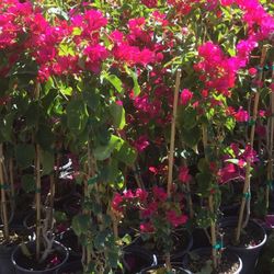 Regular And Variegated Bougainvillea’s