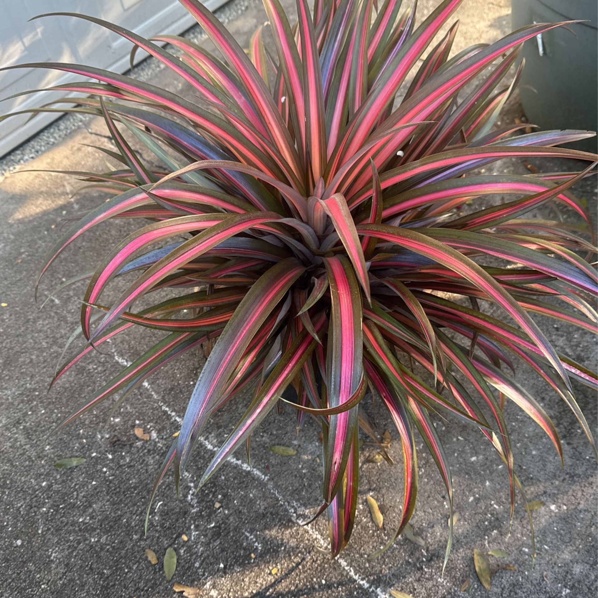 “Lava burst” Red ornamental pineapple.