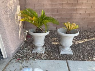 Set of Pineapple Palms