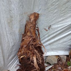 80lb Massive Cold Hardy Banana Tree Plant Chunk  (read Description Below)