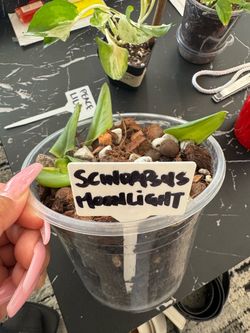 Scindapsus Moonlight Live Plant