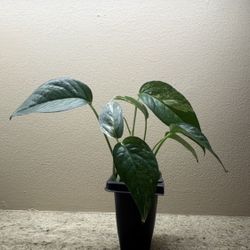 Small Variegated Epipremnum Pinnatum ‘Albo’ Indoor Plant 