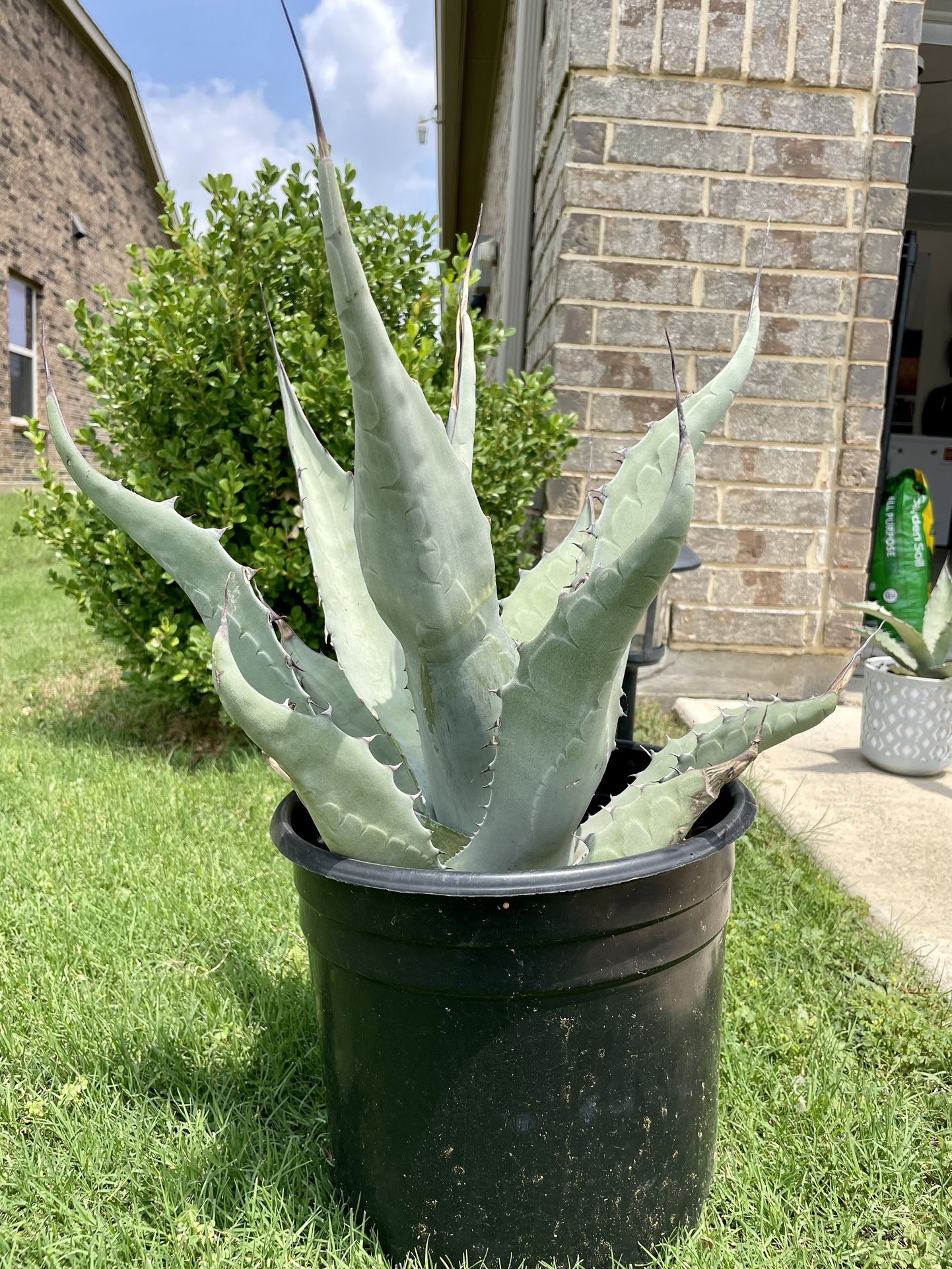 California Blue Agave Americana - 16”-24”