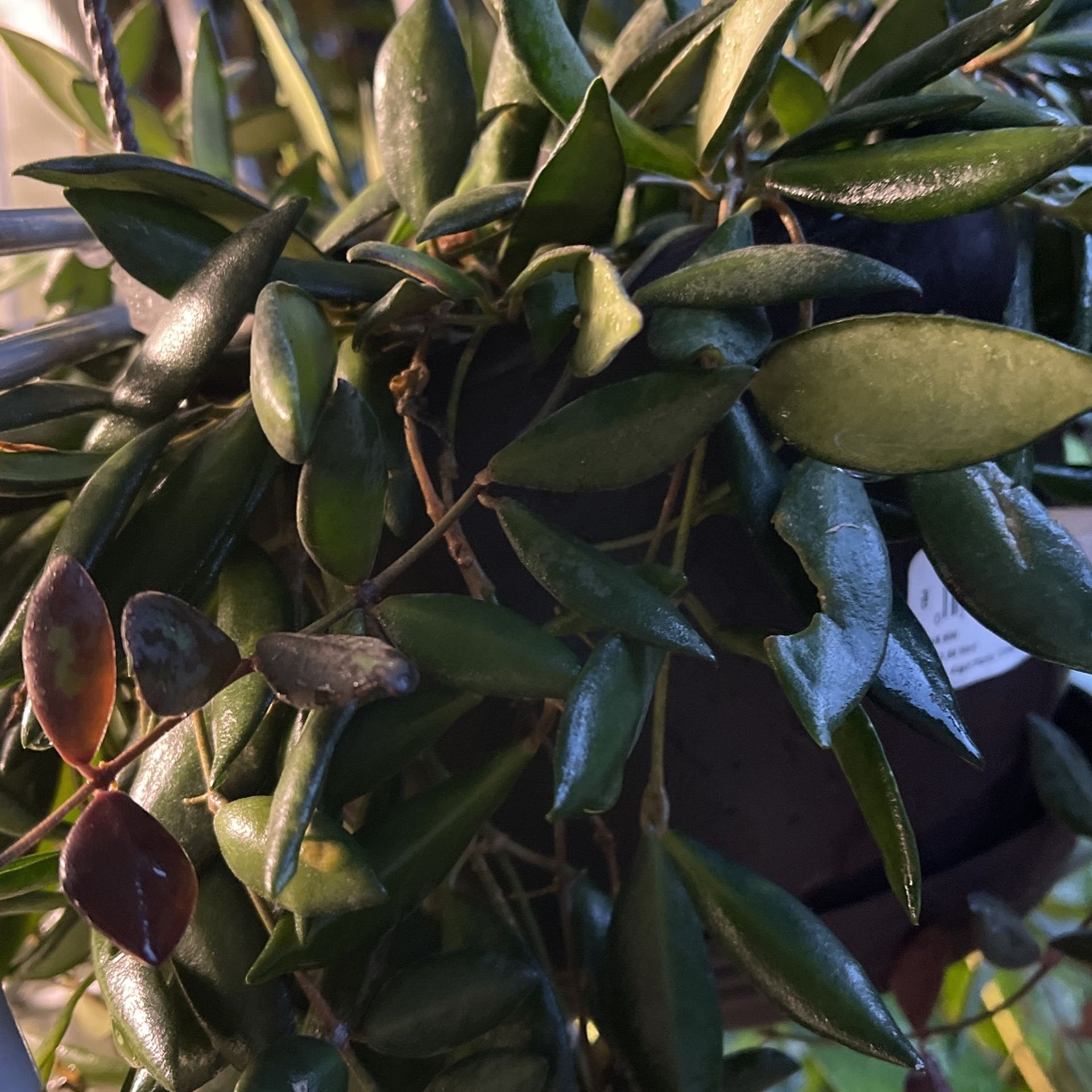 Hoya Hoya Hoyas 50+ Varieties Cuttings And Rooted for Sale in Halndle