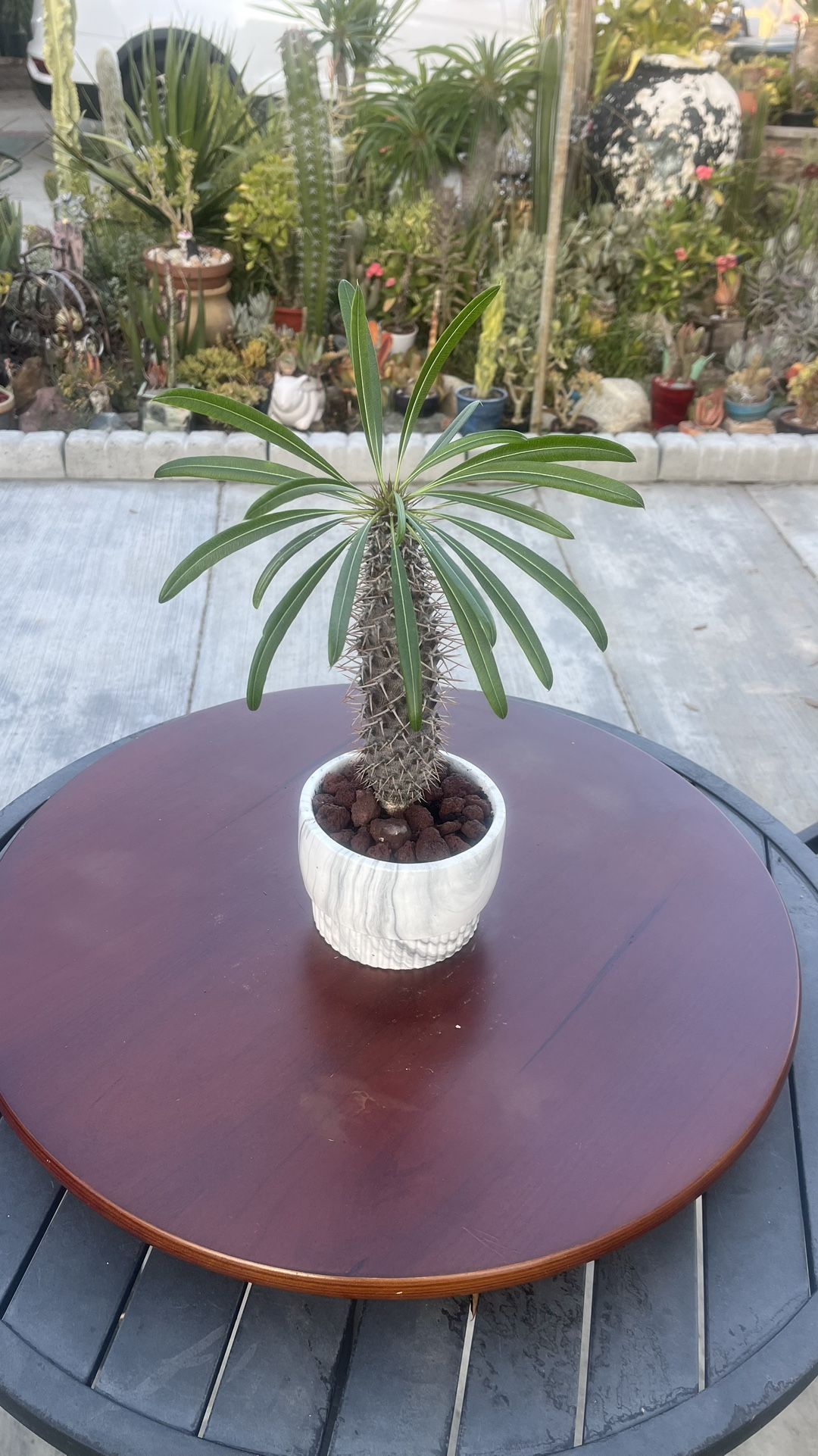 Very Healthy Madagascar Palm Tree In Nice Vase 