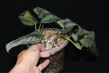 Scindapsus Exotica