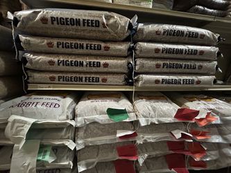 Bird Food