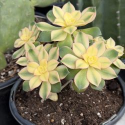 Variety Of Cactus And Succulents For Sale 🪴