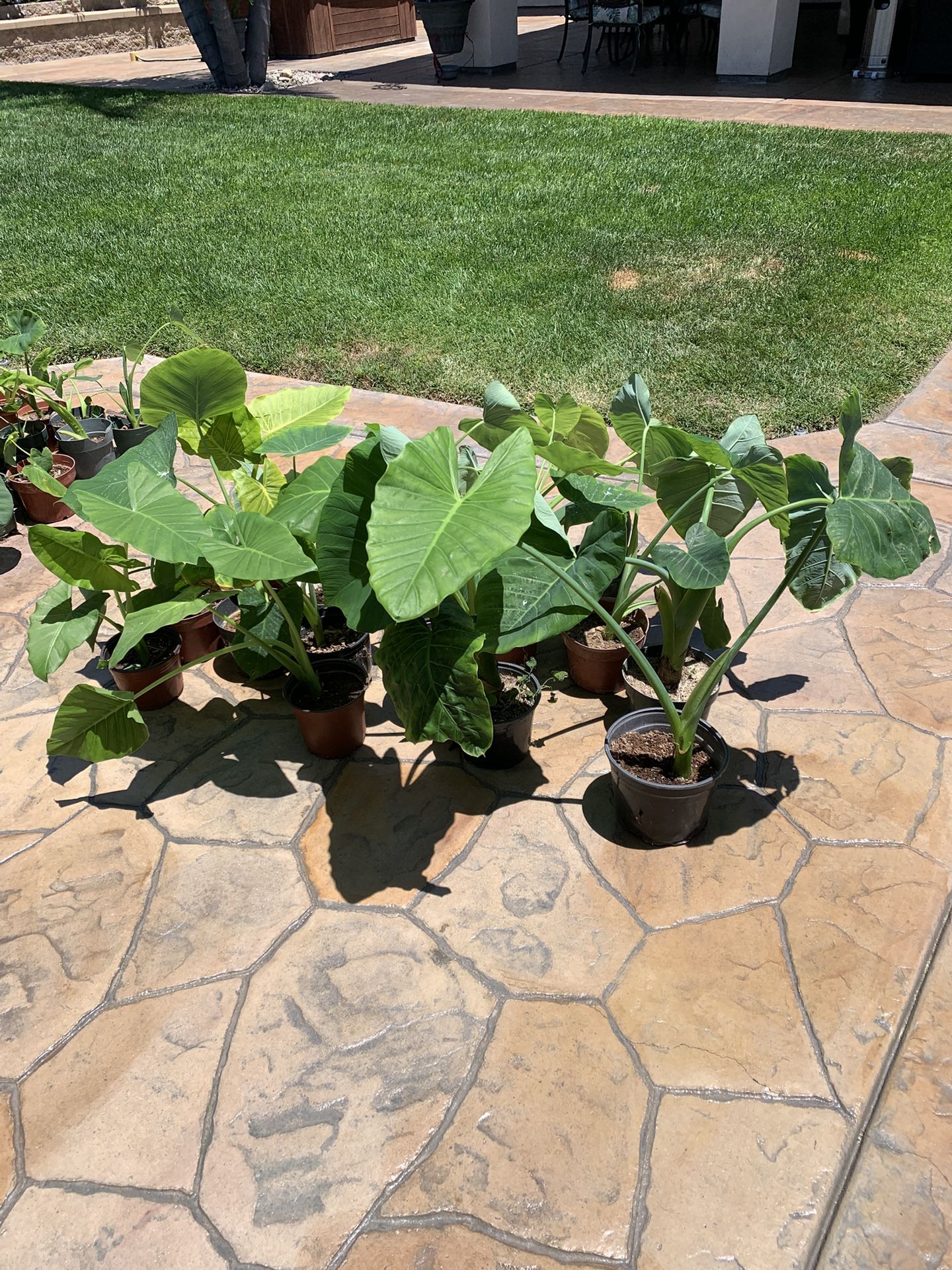 Tropicales Plants