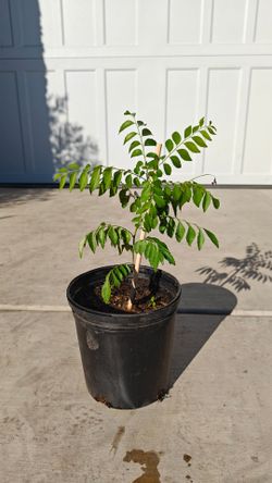 Curry leaf plants
