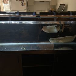 Arrowanna For Sale With Tank 600$