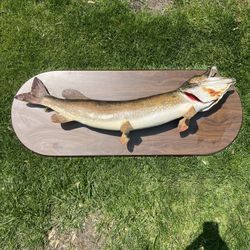 Fish Mount