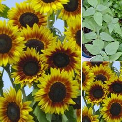 Sunflower Plants 2 Plants In Pot For $5