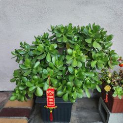 Chậu Kiểng Ngọc Bích Như Ý 🎋💕
Beautiful Bonsai Green Jade Plant 💕