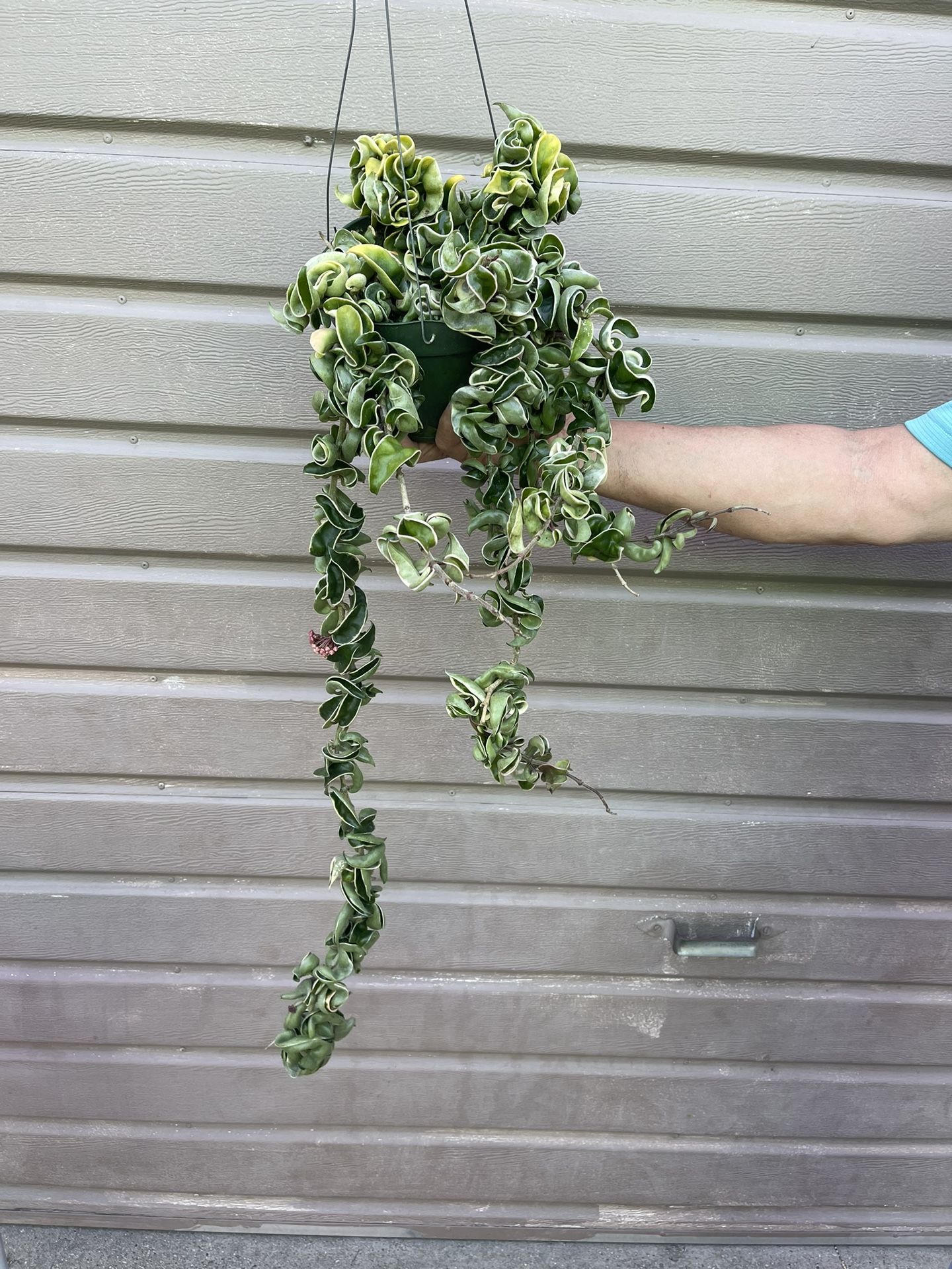 6” hindu rope hoya variegated blooming 40” long