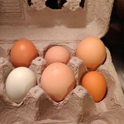 Fresh Eggs