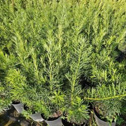 podocarpus this week only   Only 7.50 min qty 50 or more  Instant privacy Hedge for fence full green 