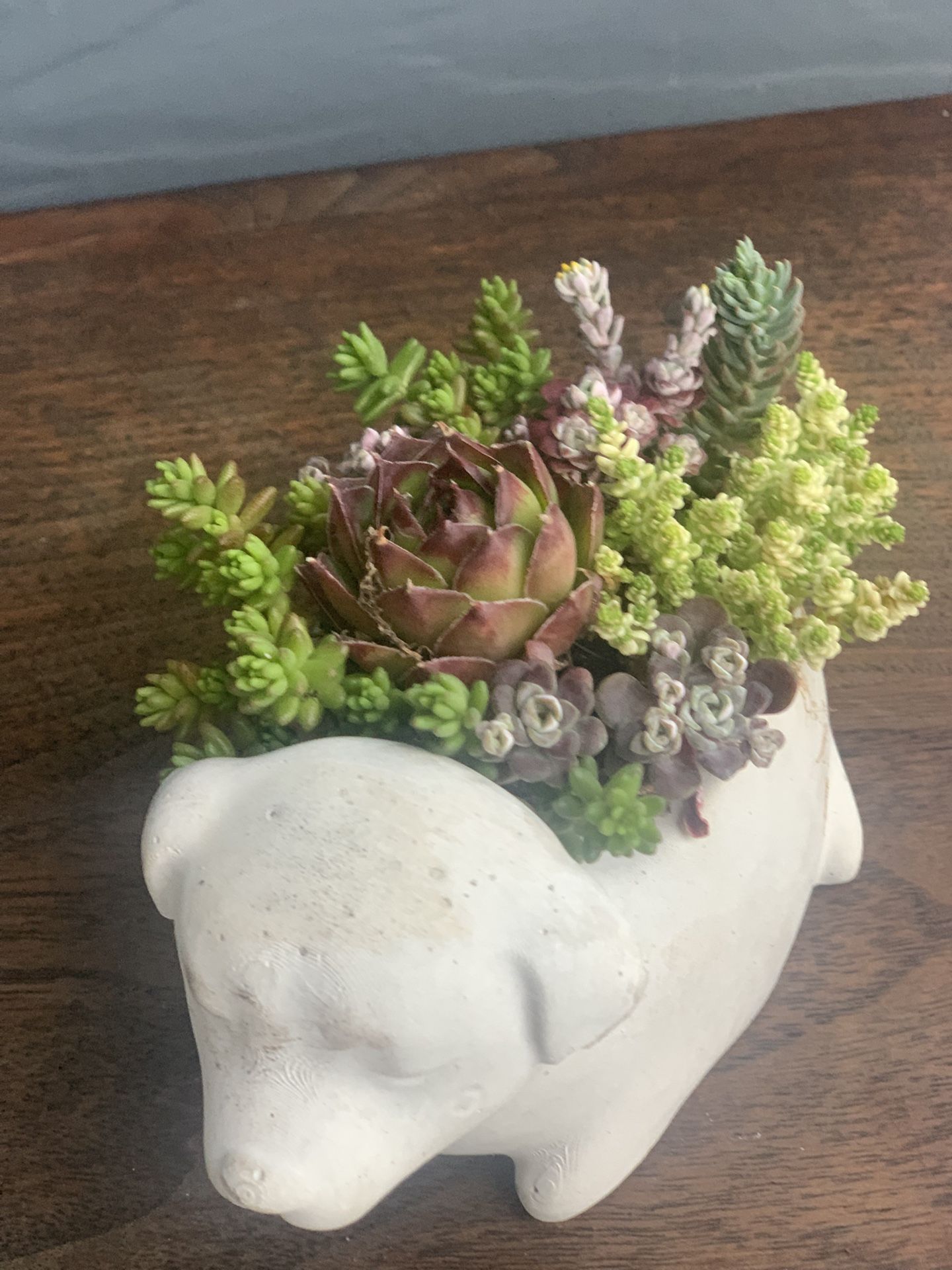 Succulent arrangement in cement, dog planter