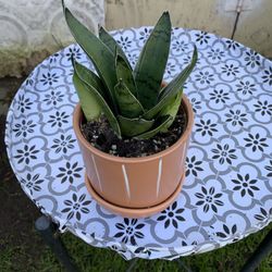 Indoor Snake Plant 