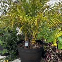 Pygmy Date Palm Tree,  In A Plastic Half Barrel Pot. Established 