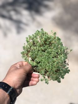 Beautiful succulent plant!