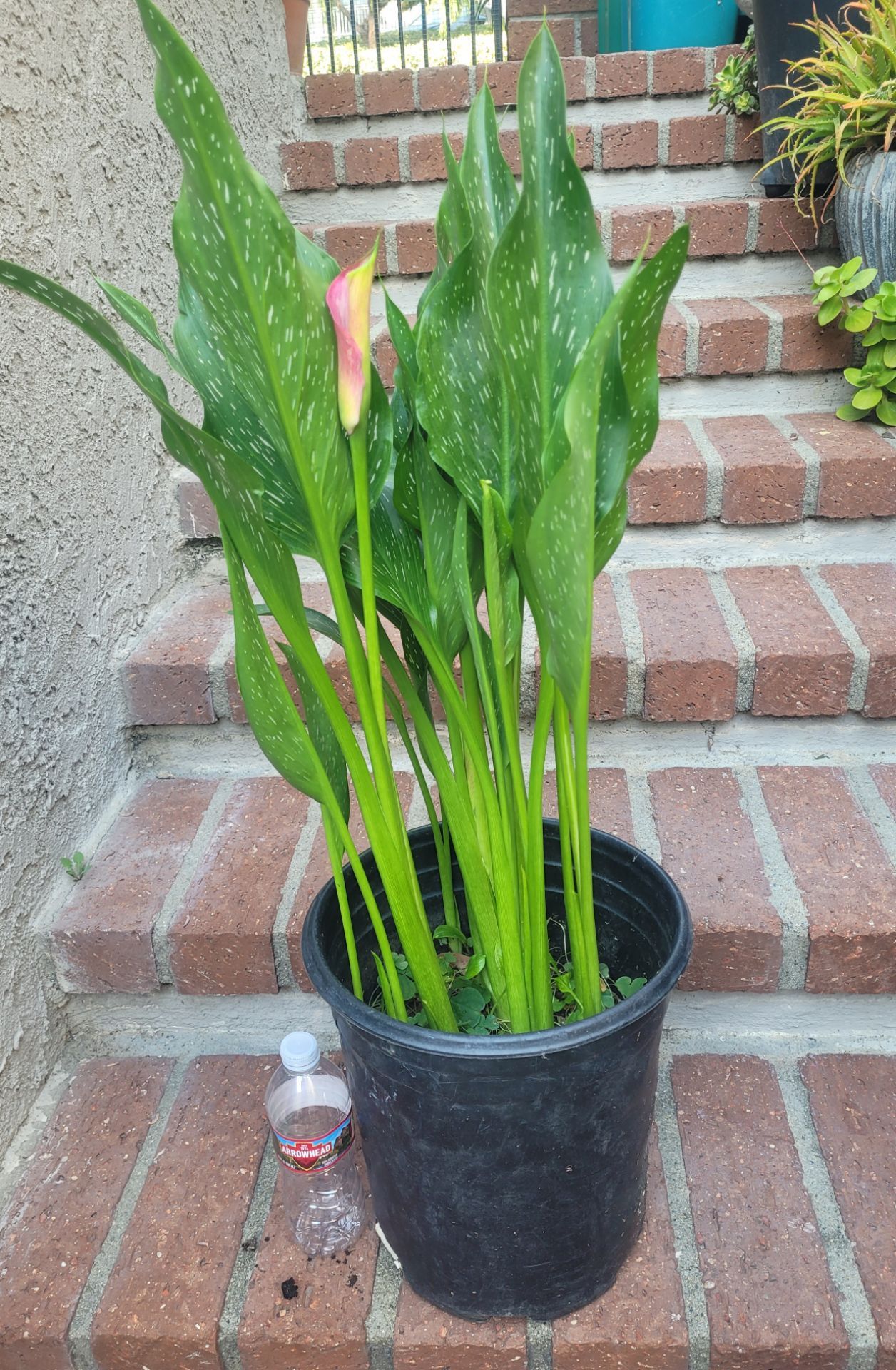 Calla Lily plant in 5-gal nursery pot. Last pic shows a mature plant.