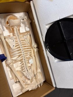 Human Skeleton Anatomical Model with Base for Anatomy & Medical Education