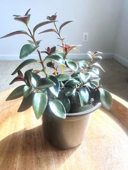 Uncommon Goldfish Plant (Nematanthus gregarius)