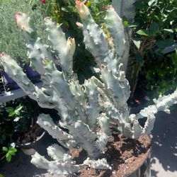 Euphorbia ‘Ghost Cactus’