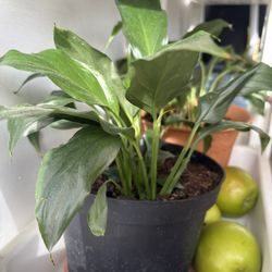 Home Plant