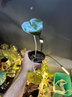 Alocasia Pink Dragon fast growing