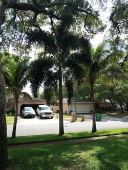 Very Tall Foxtail    FREE. Come Dig It Up