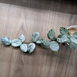 Hoya Mathilde Splash